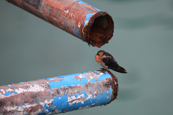 Pacific Swallow